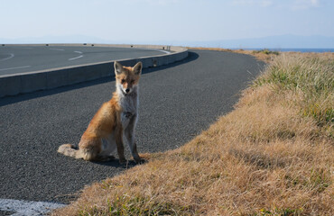 尻屋崎　きつね