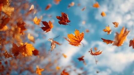 Vibrant orange maple leaves drift and dance across a bright blue sky on a windy day