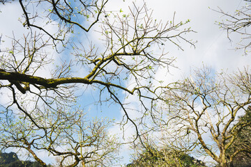 Looking up through bare branches against a bright sky with hints of fresh spring growth