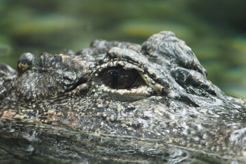 Crocodile swimming in clear water during the day