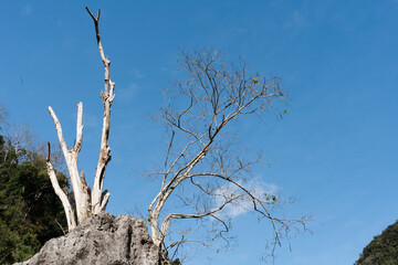 Striking contrast of weathered trees against a clear blue sky creating a starkly beautiful scene