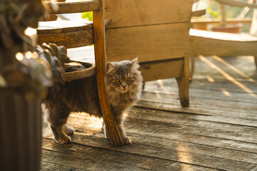 Fluffy gray cat with yellow eyes peeking out from under a wooden chair in the sunlight