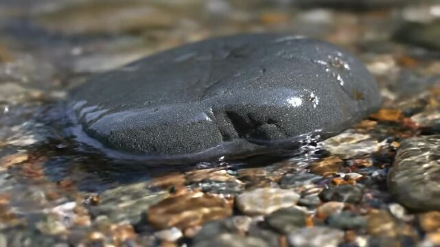 Hellbender Salamander in Clear Stream A Rare Amphibian Sighting.