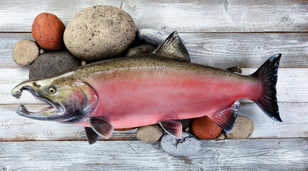 Trophy mature spawn coho salmon with natural river rock stone in background