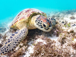 アマモを食べている。 アオウミガメ, Green Turtle, Green Sea Turtle, Chelonia mydas,...
