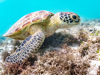 Obraz premium アマモを食べている。 アオウミガメ, Green Turtle, Green Sea Turtle, Chelonia mydas, ウミガメ科, 阿嘉島前浜ビーチ 沖縄県島尻郡慶良間諸島-2025 沖縄本島から40km西方にある諸島。 大小30以上の島々からなる島嶼群は全体が国立公園に指定されている。 珊瑚礁の海、白い砂浜、緑の山地は世界屈指の美しさ。 多くの貴重な動植物が生息している。 