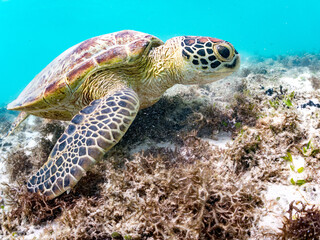Obraz premium アマモを食べている。 アオウミガメ, Green Turtle, Green Sea Turtle, Chelonia mydas, ウミガメ科, 阿嘉島前浜ビーチ 沖縄県島尻郡慶良間諸島-2025 沖縄本島から40km西方にある諸島。 大小30以上の島々からなる島嶼群は全体が国立公園に指定されている。 珊瑚礁の海、白い砂浜、緑の山地は世界屈指の美しさ。 多くの貴重な動植物が生息している。 