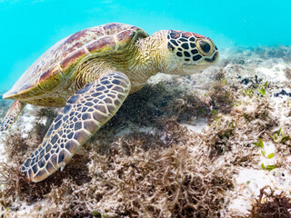 Obraz premium アマモを食べている。 アオウミガメ, Green Turtle, Green Sea Turtle, Chelonia mydas, ウミガメ科, 阿嘉島前浜ビーチ 沖縄県島尻郡慶良間諸島-2025 沖縄本島から40km西方にある諸島。 大小30以上の島々からなる島嶼群は全体が国立公園に指定されている。 珊瑚礁の海、白い砂浜、緑の山地は世界屈指の美しさ。 多くの貴重な動植物が生息している。 