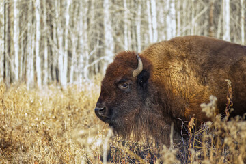 A Plains Bison at Elk Island National Park