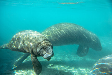 Florida manatees (Trichechus manatus latirostris) in Crystal River. Camera dipped from kayak while taking care not to disturb these protected mammals. Please follow all state/federal protection laws.