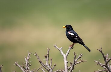 Fototapeta premium Male black bird with orange beak and white wing patch sits on thorny branch. Blurred green background suggests arid prairie habitat. Bird looks alert.