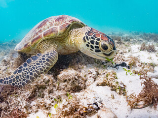 Obraz premium アマモを食べている。 アオウミガメ, Green Turtle, Green Sea Turtle, Chelonia mydas, ウミガメ科, 阿嘉島前浜ビーチ 沖縄県島尻郡慶良間諸島-2025 沖縄本島から40km西方にある諸島。 大小30以上の島々からなる島嶼群は全体が国立公園に指定されている。 珊瑚礁の海、白い砂浜、緑の山地は世界屈指の美しさ。 多くの貴重な動植物が生息している。 