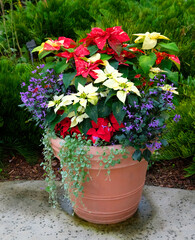 Several varieties of Christmas poinsettias mixed with other flowers