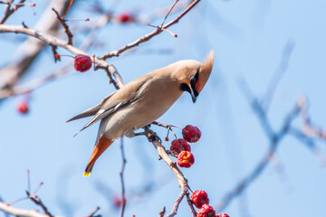 Bohemian Waxwing, Bombycilla garrulus, sitting on the bush and feeding on wild red apples in winter or early spring time.