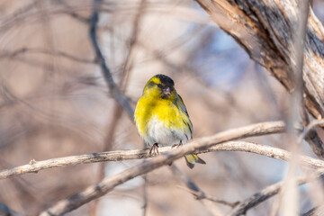 Obraz premium Eurasian siskin male, latin name spinus spinus, sitting on branch of tree. Cute little yellow songbird.