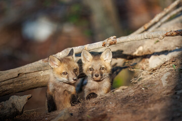 Two fox kits sitting slightly apart, both alert