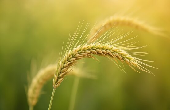 Closeup of green wheat ear in field. Blurred yellow green background. Macro view of grain stalk growing in farm. Ripe cereal plant ready for harvest.