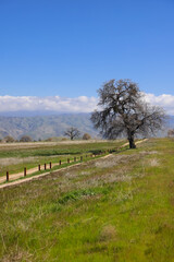 Tall tree by the fence in the middle of Green meadow in California countryside.