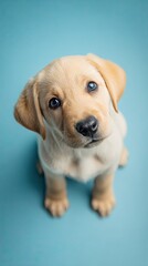 a realistic photo image of a puppy yellow labrador sitting facing, looking up at the camera