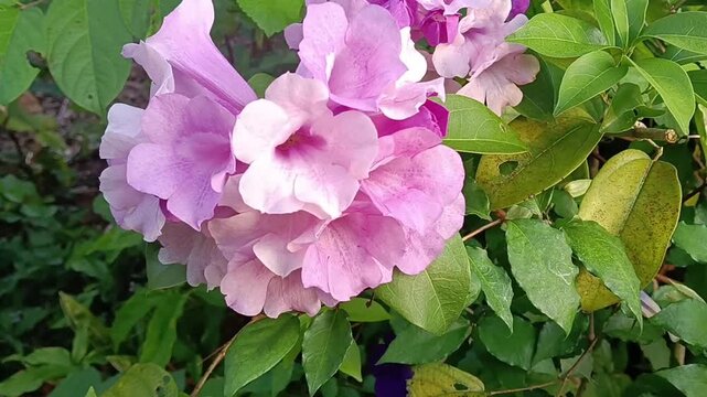 Garlic Vine (Mansoa alliacea) flowers close up. photo taken in malaysia
