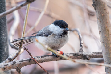 Cute bird the willow tit, song bird sitting on a branch without leaves in the winter.