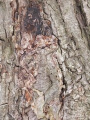 Rough Tree Bark Texture Close-Up