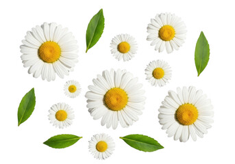 Fototapeta premium A collection of white daisies with green leaves on a black background