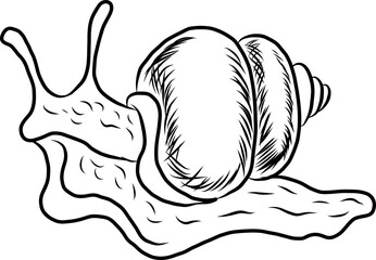 A hand drawn vector illustration of a snail with a detailed shell and textured body. The line art style is clean, smooth, and perfect for coloring books, children’s educational materials © Umaporn