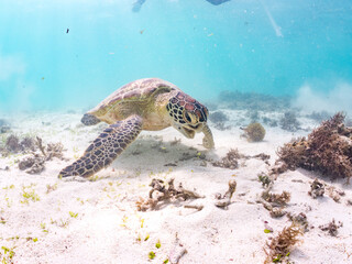 アマモを食べている。
アオウミガメ, Green Turtle, Green Sea Turtle, Chelonia mydas, ウミガメ科,
阿嘉島前浜ビーチ
沖縄県島尻郡慶良間諸島-2025
沖縄本島から40km西方にある諸島。
大小30以上の島々からなる島嶼群は全体が国立公園に指定されている。
珊瑚礁の海、白い砂浜、緑の山地は世界屈指の美しさ。
多くの貴重な動植物が生息している。
