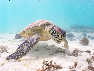 アマモを食べている。
アオウミガメ, Green Turtle, Green Sea Turtle, Chelonia mydas, ウミガメ科,
阿嘉島前浜ビーチ
沖縄県島尻郡慶良間諸島-2025
沖縄本島から40km西方にある諸島。
大小30以上の島々からなる島嶼群は全体が国立公園に指定されている。
珊瑚礁の海、白い砂浜、緑の山地は世界屈指の美しさ。
多くの貴重な動植物が生息している。
