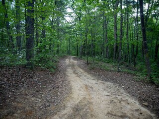 Fototapeta premium Dirt ATV trail through South Pedlar OHV trail system in Virginia in springtime
