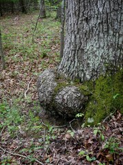 Bulge on Southern red oak tree in appalachian mountains in George Washingington National Forest in Virginia