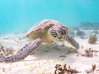 アマモを食べている。
アオウミガメ, Green Turtle, Green Sea Turtle, Chelonia mydas,...