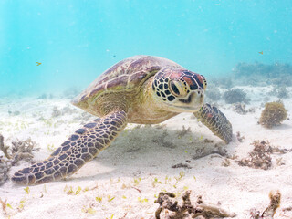 Obraz premium アマモを食べている。 アオウミガメ, Green Turtle, Green Sea Turtle, Chelonia mydas, ウミガメ科, 阿嘉島前浜ビーチ 沖縄県島尻郡慶良間諸島-2025 沖縄本島から40km西方にある諸島。 大小30以上の島々からなる島嶼群は全体が国立公園に指定されている。 珊瑚礁の海、白い砂浜、緑の山地は世界屈指の美しさ。 多くの貴重な動植物が生息している。 