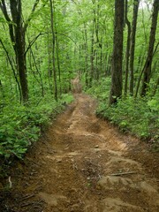 Obraz premium Downhill view of vibrant green Appalachian forest in Virginia in spring with dirt road 4x4 trail