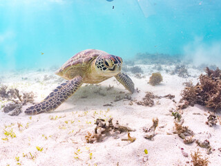 アマモを食べている。
アオウミガメ, Green Turtle, Green Sea Turtle, Chelonia mydas, ウミガメ科,
阿嘉島前浜ビーチ
沖縄県島尻郡慶良間諸島-2025
沖縄本島から40km西方にある諸島。
大小30以上の島々からなる島嶼群は全体が国立公園に指定されている。
珊瑚礁の海、白い砂浜、緑の山地は世界屈指の美しさ。
多くの貴重な動植物が生息している。
