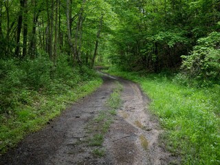 Dark muddy 4x4 trail through Appalachian forest in Virginia in spring