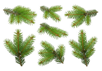 Naklejka premium Collection of realistic evergreen tree branches against a black background