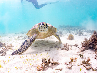 アマモを食べている。
アオウミガメ, Green Turtle, Green Sea Turtle, Chelonia mydas, ウミガメ科,
阿嘉島前浜ビーチ
沖縄県島尻郡慶良間諸島-2025
沖縄本島から40km西方にある諸島。
大小30以上の島々からなる島嶼群は全体が国立公園に指定されている。
珊瑚礁の海、白い砂浜、緑の山地は世界屈指の美しさ。
多くの貴重な動植物が生息している。
