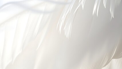 Obraz premium Close-up of a delicate white feather wing, showcasing intricate details in soft, focused light.