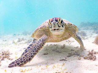 アマモを食べている。
アオウミガメ, Green Turtle, Green Sea Turtle, Chelonia mydas, ウミガメ科,
阿嘉島前浜ビーチ
沖縄県島尻郡慶良間諸島-2025
沖縄本島から40km西方にある諸島。
大小30以上の島々からなる島嶼群は全体が国立公園に指定されている。
珊瑚礁の海、白い砂浜、緑の山地は世界屈指の美しさ。
多くの貴重な動植物が生息している。
