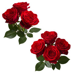 Naklejka premium A collection of vibrant red roses with lush green leaves isolated on transparent background
