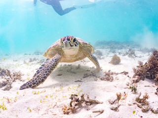 アマモを食べている。
アオウミガメ, Green Turtle, Green Sea Turtle, Chelonia mydas, ウミガメ科,
阿嘉島前浜ビーチ
沖縄県島尻郡慶良間諸島-2025
沖縄本島から40km西方にある諸島。
大小30以上の島々からなる島嶼群は全体が国立公園に指定されている。
珊瑚礁の海、白い砂浜、緑の山地は世界屈指の美しさ。
多くの貴重な動植物が生息している。
