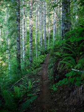 Dirt bike trail through dense ferns and skinny red alder trees in Tillamook State Forest in Oregon