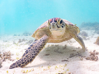 アマモを食べている。
アオウミガメ, Green Turtle, Green Sea Turtle, Chelonia mydas, ウミガメ科,
阿嘉島前浜ビーチ
沖縄県島尻郡慶良間諸島-2025
沖縄本島から40km西方にある諸島。
大小30以上の島々からなる島嶼群は全体が国立公園に指定されている。
珊瑚礁の海、白い砂浜、緑の山地は世界屈指の美しさ。
多くの貴重な動植物が生息している。
