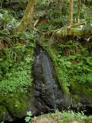 Fototapeta premium Small waterfall in Tillamook State Forest mountains in Oregon