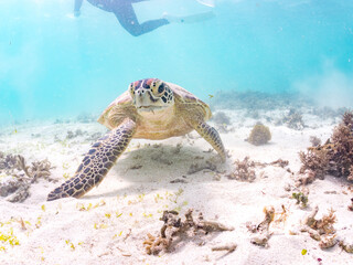 アマモを食べている。
アオウミガメ, Green Turtle, Green Sea Turtle, Chelonia mydas, ウミガメ科,
阿嘉島前浜ビーチ
沖縄県島尻郡慶良間諸島-2025
沖縄本島から40km西方にある諸島。
大小30以上の島々からなる島嶼群は全体が国立公園に指定されている。
珊瑚礁の海、白い砂浜、緑の山地は世界屈指の美しさ。
多くの貴重な動植物が生息している。
