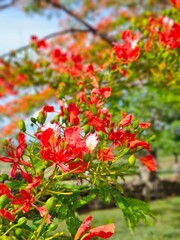 red and yellow flowers