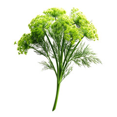 Frond of vibrant green leafy plant on black background