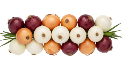 Collection of colorful tulip bulbs arranged in rows isolated on transparent background